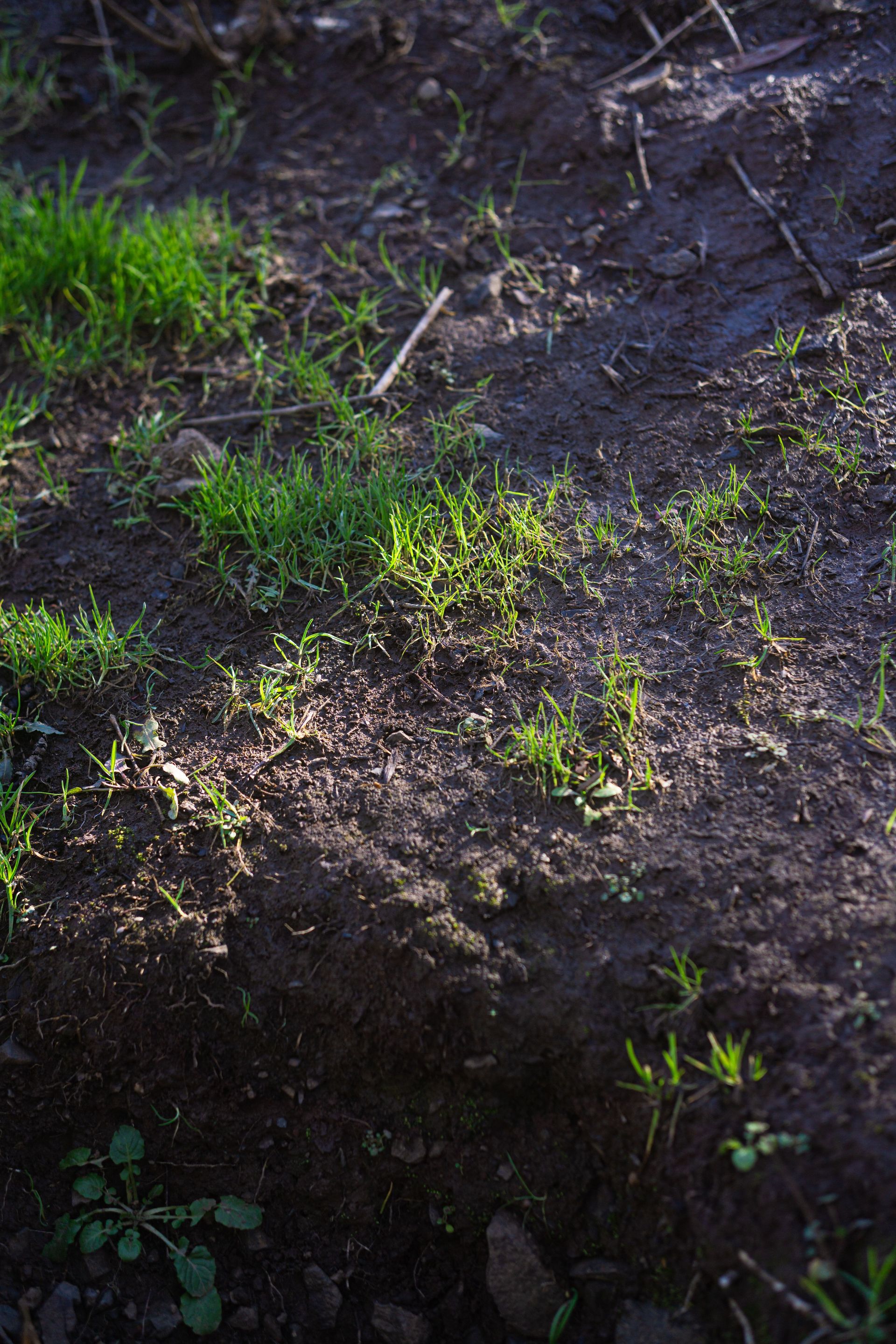 Close-up view of fresh grass sprouting on fertile soil under sunlight.